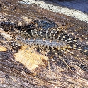 Scutigeridae (family) at Bruce, ACT - 7 Nov 2021