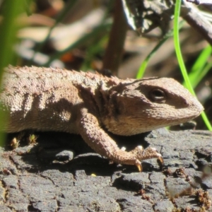 Rankinia diemensis at Paddys River, ACT - 1 Nov 2021 04:07 PM