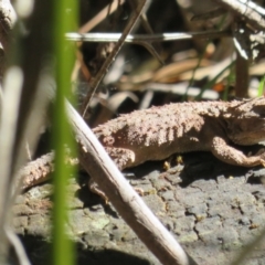 Rankinia diemensis at Paddys River, ACT - 1 Nov 2021 04:07 PM