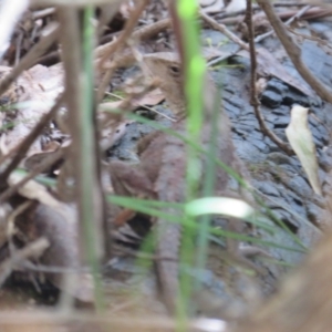 Rankinia diemensis at Paddys River, ACT - 1 Nov 2021