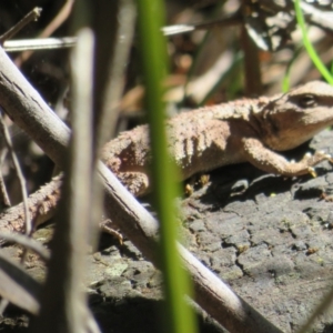 Rankinia diemensis at Paddys River, ACT - 1 Nov 2021 04:07 PM