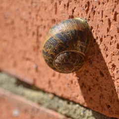 Cornu aspersum (Common Garden Snail) at QPRC LGA - 5 Dec 2020 by natureguy