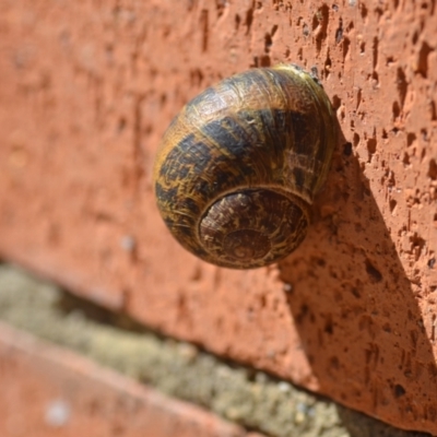 Cornu aspersum (Common Garden Snail) at Wamboin, NSW - 5 Dec 2020 by natureguy