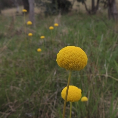 Craspedia variabilis (Common Billy Buttons) at Tuggeranong Hill - 11 Oct 2021 by michaelb