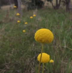 Craspedia variabilis (Common Billy Buttons) at Tuggeranong Hill - 11 Oct 2021 by michaelb