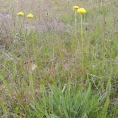 Craspedia variabilis at Theodore, ACT - 11 Oct 2021