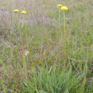 Craspedia variabilis at Theodore, ACT - 11 Oct 2021