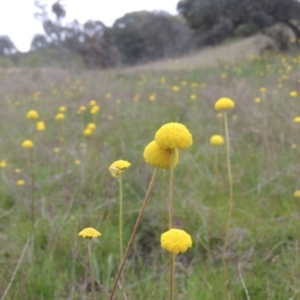 Craspedia variabilis at Theodore, ACT - 11 Oct 2021