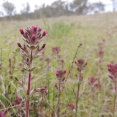 Parentucellia latifolia (Red Bartsia) at Conder, ACT - 11 Oct 2021 by michaelb