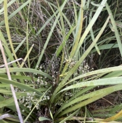 Lomandra multiflora (Many-flowered Matrush) at Yarramundi Grassland
 - 5 Nov 2021 by JaneR