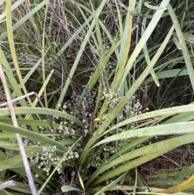 Lomandra multiflora (Many-flowered Matrush) at Yarralumla, ACT - 5 Nov 2021 by JaneR