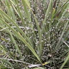 Lomandra multiflora at Yarralumla, ACT - 5 Nov 2021