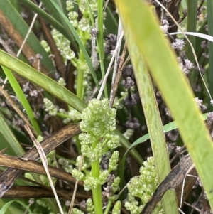 Lomandra multiflora at Yarralumla, ACT - 5 Nov 2021 04:38 PM