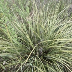 Lomandra multiflora at Yarralumla, ACT - 5 Nov 2021