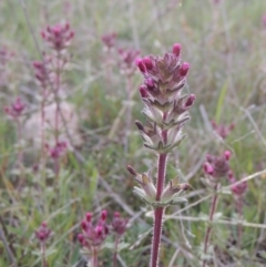 Parentucellia latifolia (Red Bartsia) at Rob Roy Range - 11 Oct 2021 by michaelb