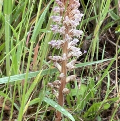 Orobanche minor (Broomrape) at Yarralumla, ACT - 5 Nov 2021 by JaneR