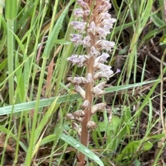 Orobanche minor (Broomrape) at Yarralumla, ACT - 5 Nov 2021 by JaneR