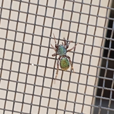 Iridonyssus kohouti (Metallic Green Ant-mimic) at QPRC LGA - 7 Nov 2021 by TyrieStarrs