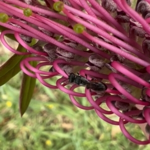 Hylaeus (Prosopisteron) littleri at Murrumbateman, NSW - 7 Nov 2021