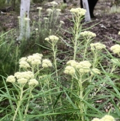 Cassinia longifolia (Shiny Cassinia, Cauliflower Bush) at Bruce, ACT - 6 Nov 2021 by goyenjudy