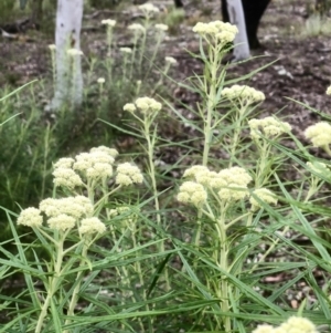 Cassinia longifolia at Bruce, ACT - 6 Nov 2021