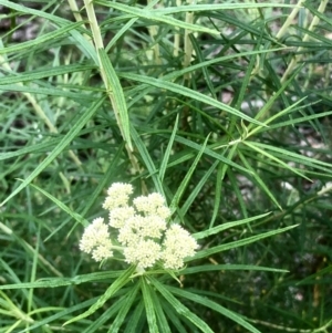 Cassinia longifolia at Bruce, ACT - 6 Nov 2021