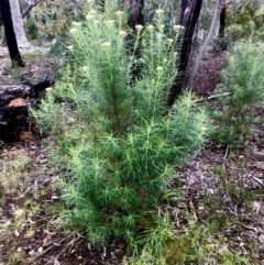 Cassinia longifolia at Bruce, ACT - 6 Nov 2021