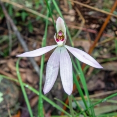 Caladenia carnea (Pink Fingers) at Tallaganda State Forest - 5 Nov 2021 by Philip