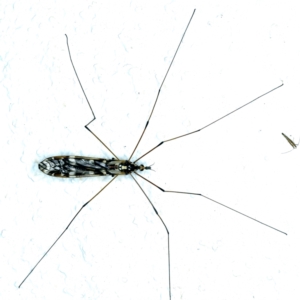 Ischnotoma (Ischnotoma) eburnea at Ainslie, ACT - 6 Nov 2021