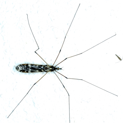 Ischnotoma (Ischnotoma) eburnea (A Crane Fly) at Ainslie, ACT - 6 Nov 2021 by jbromilow50