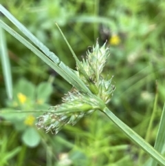 Carex inversa (Knob Sedge) at Mount Ainslie - 5 Nov 2021 by JaneR