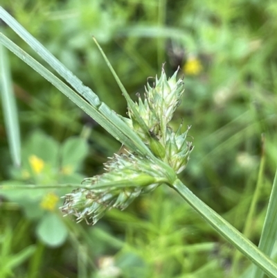 Carex inversa (Knob Sedge) at Mount Ainslie - 5 Nov 2021 by JaneR