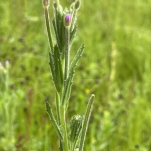 Epilobium billardiereanum at Hackett, ACT - 5 Nov 2021