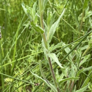 Epilobium billardiereanum at Hackett, ACT - 5 Nov 2021