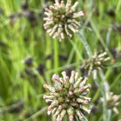 Euchiton japonicus (Creeping Cudweed) at Mount Ainslie - 5 Nov 2021 by JaneR