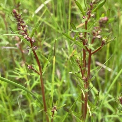 Haloragis heterophylla (Variable Raspwort) at Hackett, ACT - 5 Nov 2021 by JaneR