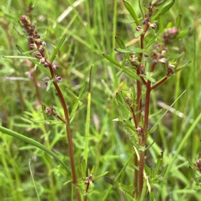 Haloragis heterophylla (Variable Raspwort) at Mount Ainslie - 5 Nov 2021 by JaneR