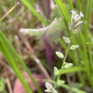 Myosotis laxa subsp. caespitosa at Hackett, ACT - 5 Nov 2021