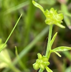 Ranunculus sessiliflorus var. sessiliflorus (Small-flowered Buttercup) at Mount Ainslie - 5 Nov 2021 by JaneR