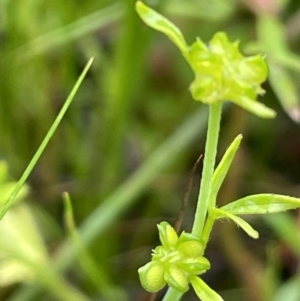 Ranunculus sessiliflorus var. sessiliflorus at Hackett, ACT - 5 Nov 2021 02:47 PM