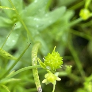 Ranunculus sessiliflorus var. sessiliflorus at Hackett, ACT - 5 Nov 2021 02:47 PM