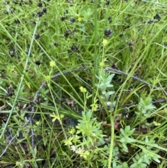 Ranunculus sessiliflorus var. sessiliflorus at Hackett, ACT - 5 Nov 2021 02:47 PM