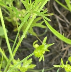 Ranunculus sessiliflorus var. sessiliflorus at Hackett, ACT - 5 Nov 2021