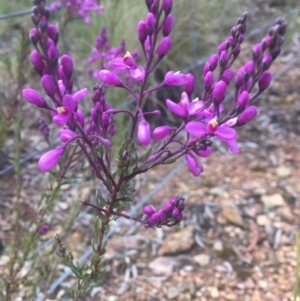 Comesperma ericinum at Kowen, ACT - 7 Nov 2021