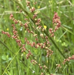 Rumex sp. (A Dock) at Mount Ainslie - 5 Nov 2021 by JaneR