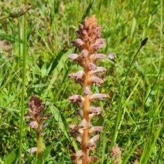 Orobanche minor (Broomrape) at Mount Mugga Mugga - 7 Nov 2021 by Mike