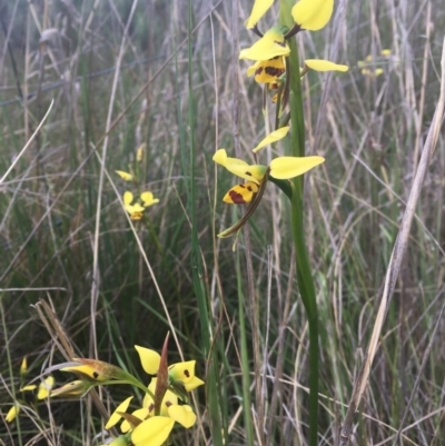 Diuris sulphurea (Tiger Orchid) at Wamboin, NSW - 7 Nov 2021 by dgb900