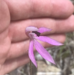 Caladenia congesta (Pink Caps) at Acton, ACT - 7 Nov 2021 by Tapirlord