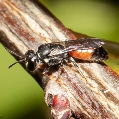 Hylaeus (Prosopisteron) littleri (Hylaeine colletid bee) at Macgregor, ACT - 7 Nov 2021 by Roger