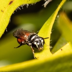 Hylaeus (Prosopisteron) littleri at Macgregor, ACT - suppressed